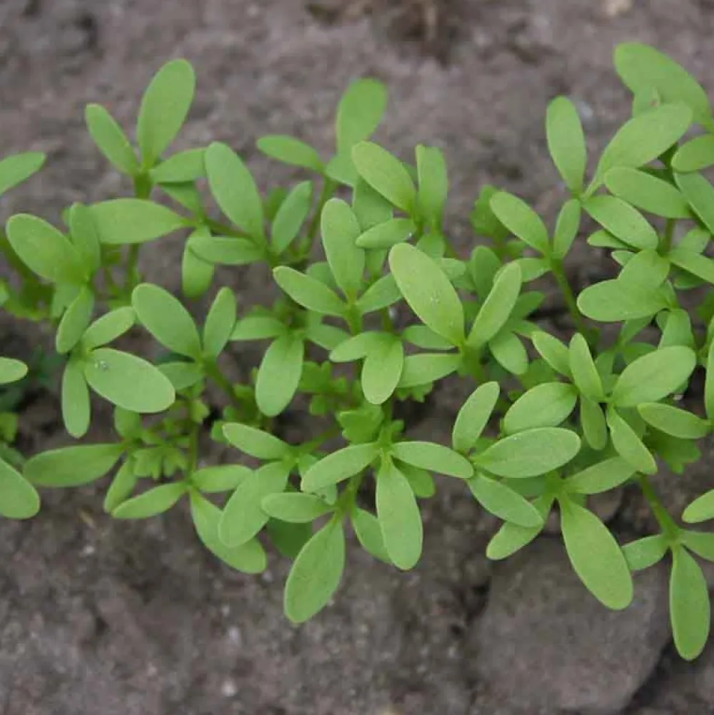 De Bolster Kiemgroenten|Blad- En Stengelgewassen>Tuinkers 'Cressida’ - 15g - BIO
