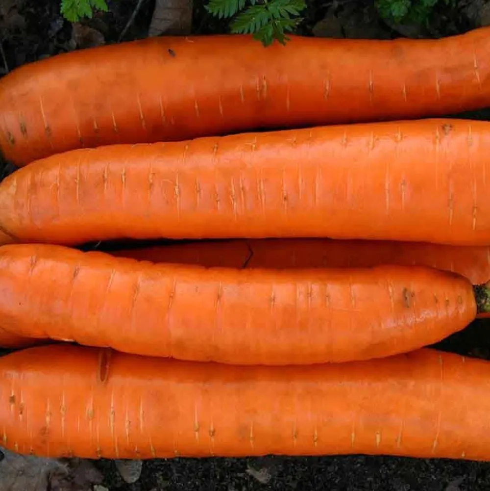 De Bolster Wortel- En Knolgewassen|Groenten>Winterwortel 'Flakkée 2’ - 6g - BIO