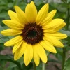 De Bolster Bloemen>Zonnebloem - Middelgroot - 2g - BIO