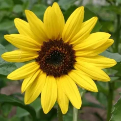 De Bolster Bloemen>Zonnebloem - Middelgroot - 2g - BIO