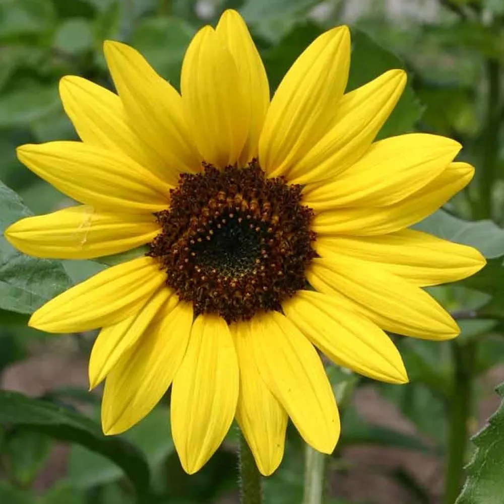 De Bolster Bloemen>Zonnebloem - Middelgroot - 2g - BIO
